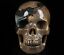 Dinasaur Egg Agate Skull
